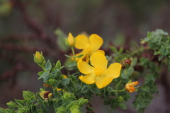 Hypericum goyanesii