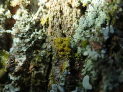 Candelariella xanthostigma