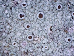 Lecanora argentata