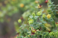 Hypericum goyanesii