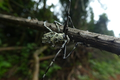 Ancylonotus tribulus