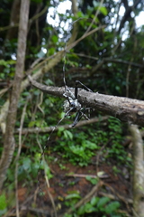 Ancylonotus tribulus