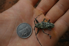 Ancylonotus tribulus