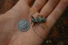 Ancylonotus tribulus