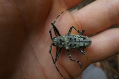 Ancylonotus tribulus