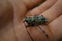 Ancylonotus tribulus