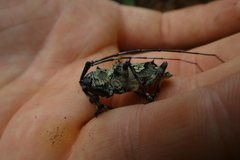 Ancylonotus tribulus