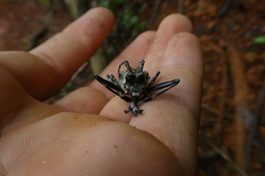 Ancylonotus tribulus