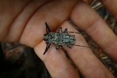 Ancylonotus tribulus