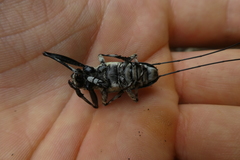 Ancylonotus tribulus