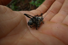 Ancylonotus tribulus