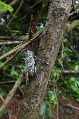 Ancylonotus tribulus