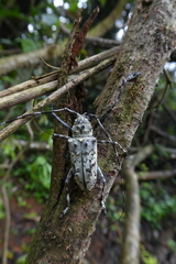 Ancylonotus tribulus