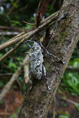 Ancylonotus tribulus