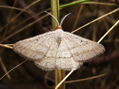 Isturgia catalaunaria
