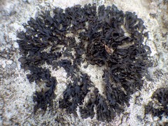 Collema flaccidum