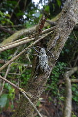 Ancylonotus tribulus