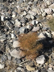 Eriogonum rixfordii