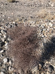 Eriogonum rixfordii