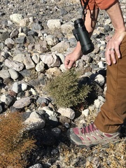 Eriogonum rixfordii