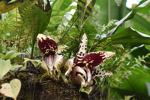 Stanhopea tigrina, photograph 4