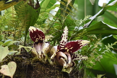 Stanhopea tigrina, photograph (c) J Alejandro González Castillo, some rights reserved (CC BY-SA)