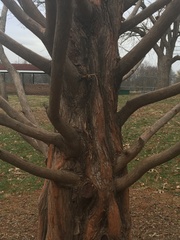 Metasequoia glyptostroboides