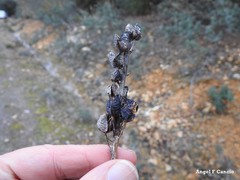 Asphodelus macrocarpus