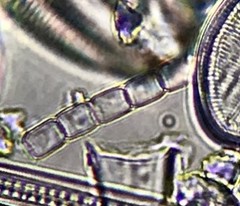 Stephanodiscus binderanus