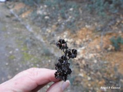 Asphodelus macrocarpus