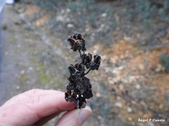 Asphodelus macrocarpus