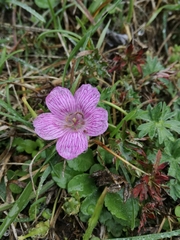 Geranium subargenteum