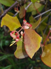 Noeetomima decora