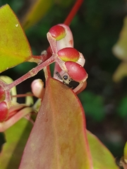 Noeetomima decora