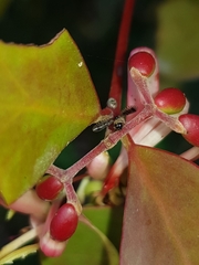 Noeetomima decora