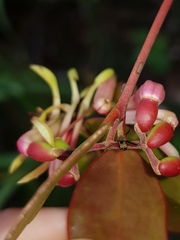 Noeetomima decora