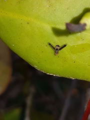 Noeetomima decora