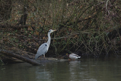 Ardea cinerea