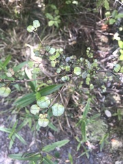 Coprosma rhamnoides