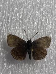 Erynnis lucilius