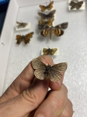 Erynnis lucilius