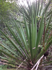 Yucca potosina