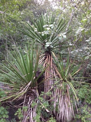 Yucca potosina