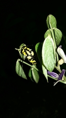 Tragocephala variegata