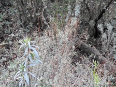 Phillyrea angustifolia