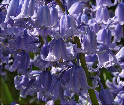 Hybrid bluebell