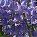 Hybrid Bluebell - Photo (c) Terry Langhorn, some rights reserved (CC BY-ND)