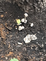 Agaricales