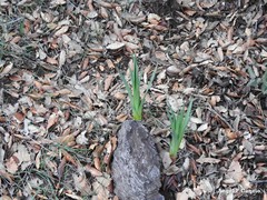 Asphodelus macrocarpus