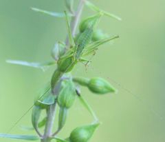 Leptophyes punctatissima